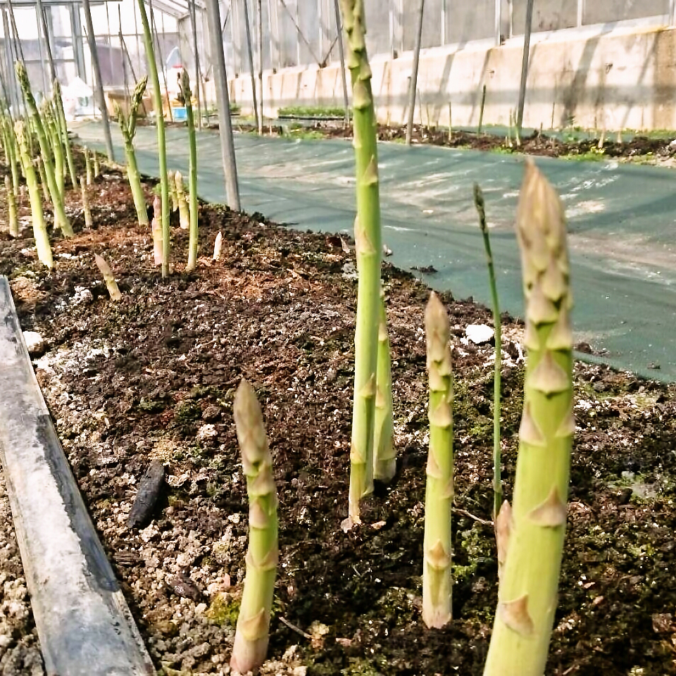 新着情報 ~ メディア情報 | 福助グループ公式サイト